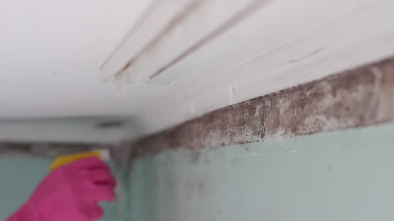 Environmental Consulting for Mold Prevention in Rising Sun Lebanon, DE
